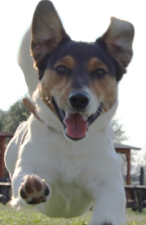 Vedi tutti i nostri prodotti della categoria Box cani - Metalmax